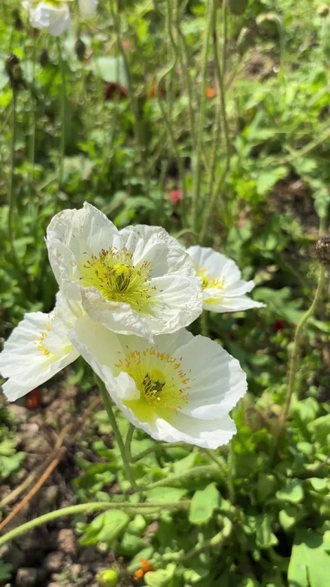 Vertical Macro Shot of White Poppy Flower Blown by Wind Stock Footage 339686462