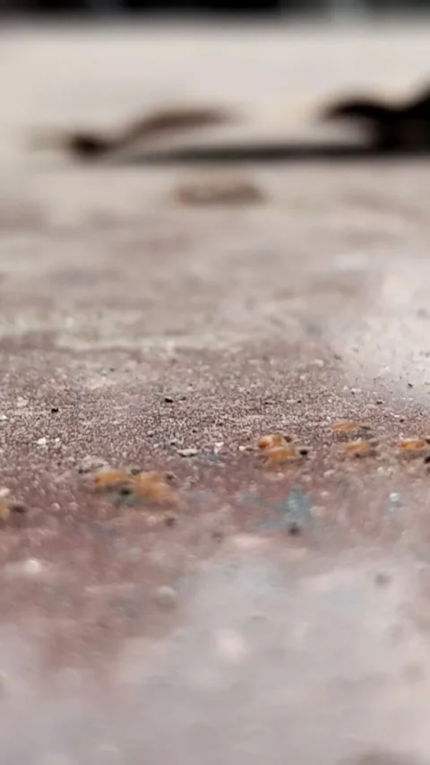 Vertical Macro: Termites Infestation on Brick Wall Stock Footage 323102949