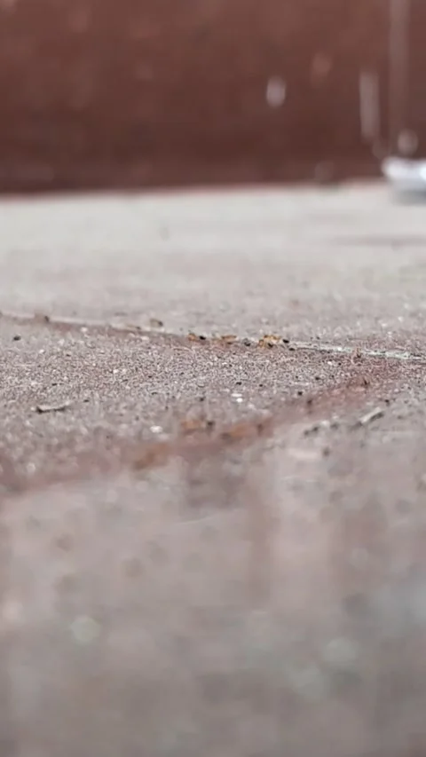 Vertical Macro: Termites Infestation on Brick Wall Video stock 323102979