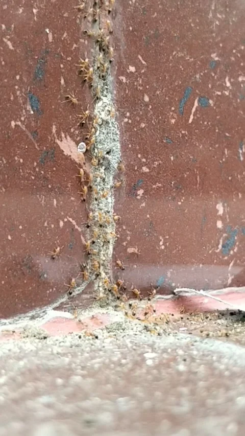 Vertical Macro: Termites Infestation on Brick Wall Stock Footage 323102985