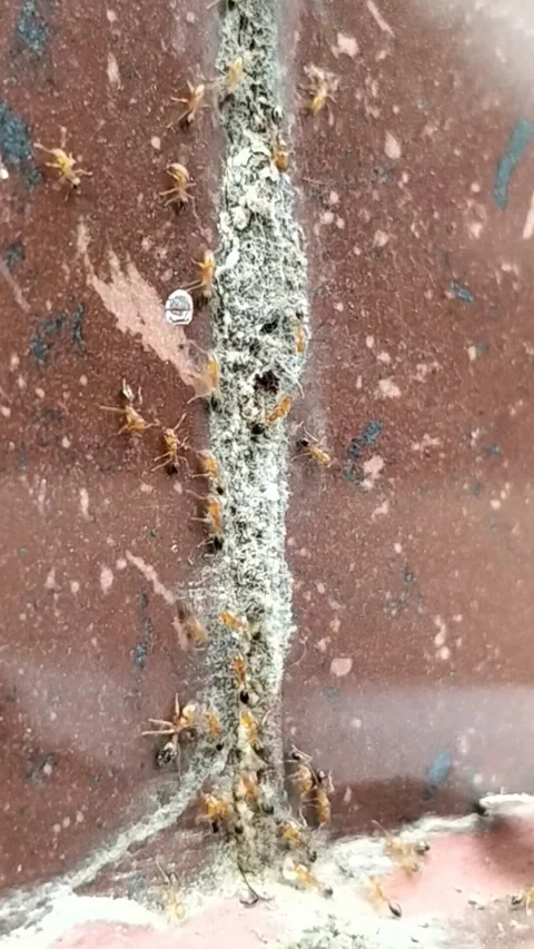 Vertical Macro: Termites Infestation on Brick Wall Video stock 323102986