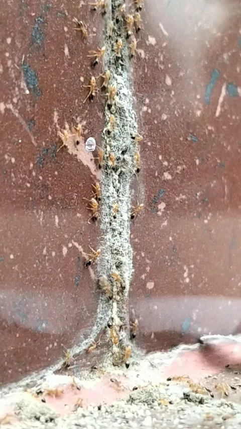 Vertical Macro: Termites Infestation on Brick Wall Video stock 323102998