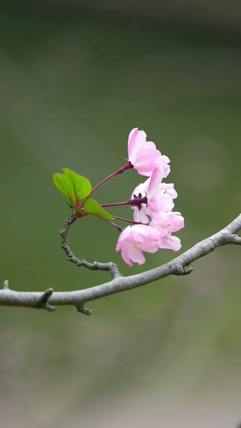 Vertical Macro Texture and Light on Three Pink Peach Blossoms Stock Footage 331482905