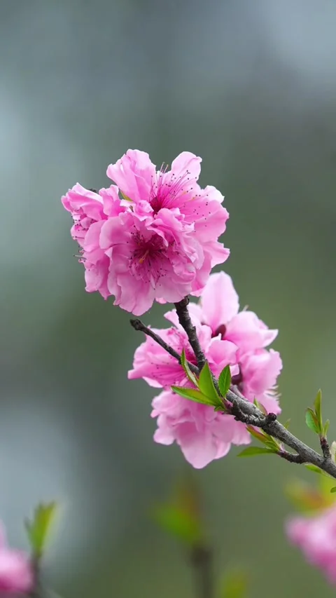 Vertical Macro Texture of Pink Peach Blossoms Stock Footage 331425863