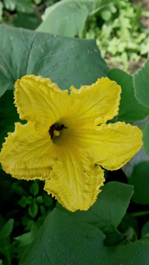 Vertical Macro Video of a Bee Collecting Pollen from a Yellow Flower Stock Footage 315975756