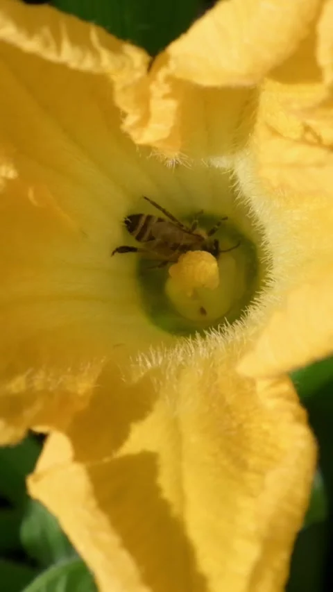 Vertical Macro Video of a Bee Collecting Pollen from a Yellow Flower Video stock 315975802