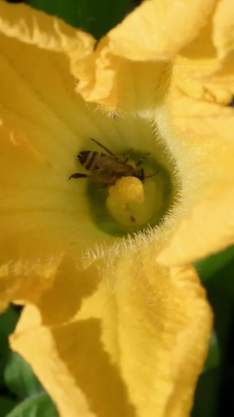 Vertical Macro Video of a Bee Collecting Pollen from a Yellow Flower 動画素材 317540079