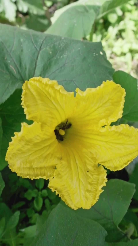 Vertical Macro Video of a Bee Collecting Pollen from a Yellow Flower Stock-Footage 317540266
