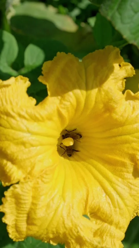 Vertical Macro Video of a Bee Collecting Pollen from a Yellow Flower Stock Footage 318207975