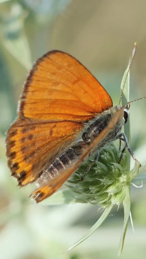 Vertical macro video of a bright copper butterfly resting on a prickly wild Video stock 343063637