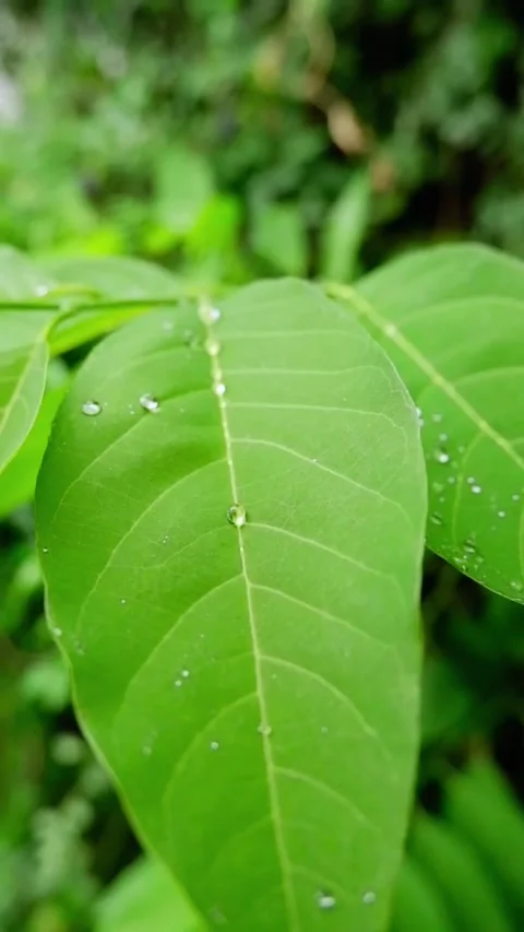 Vertical macro video of gentle raindrops impacting vibrant green leaves.	 Stock Footage 343872957