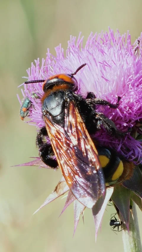 Vertical macro video of a giant mammoth wasp feeding on a purple thistle blo Vídeo Stock 343064075