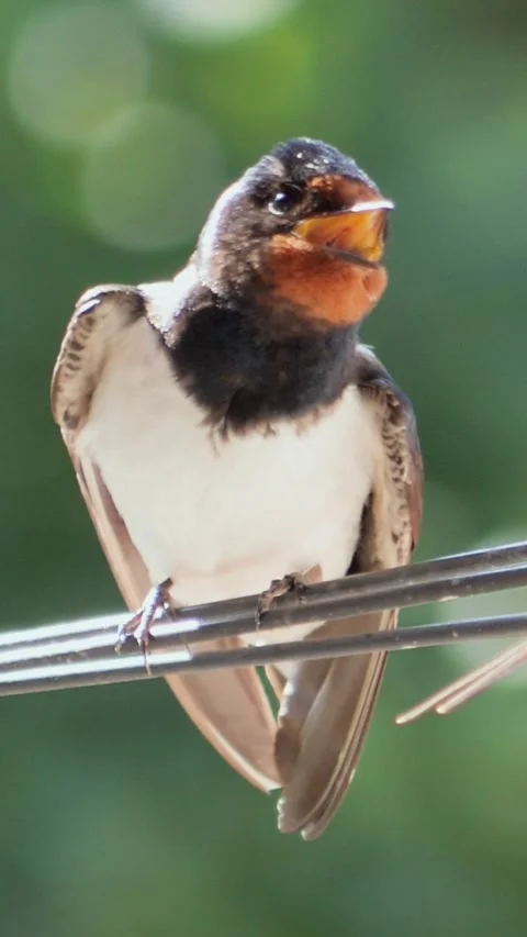 Vertical macro video of a juvenile barn swallow perching on a wire and tweet Stock Footage 343063997