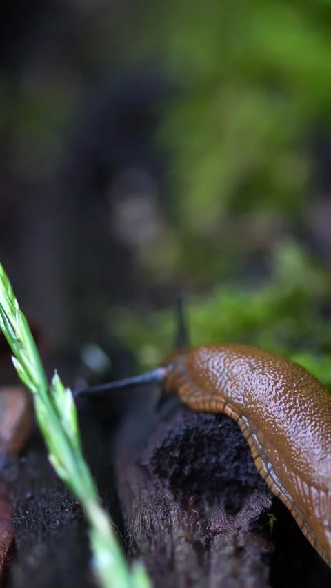 Vertical Macro Video of Large Brown Slug and Small Snail on Forest Floor 스톡 동영상 323768412