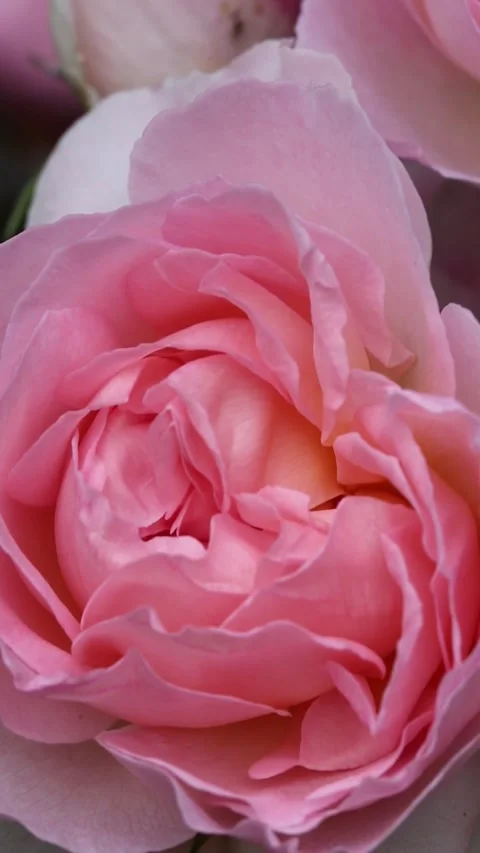 Vertical macro video of pink English rose Sharifa Asma swaying in soft breeze Stock Footage 313534178