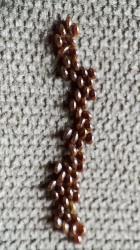 Vertical Macro Video of Red Insect Eggs on Textured Surface Stock Footage 334575111