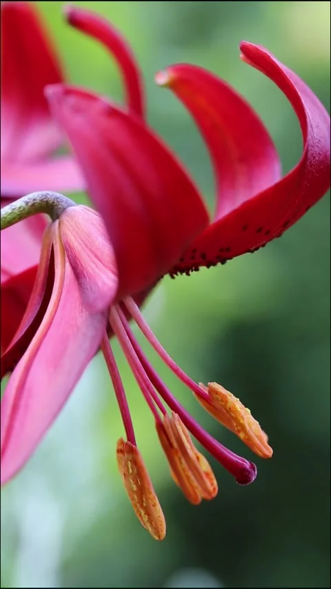 Vertical macro video of red lily flower with orange anthers, elegant petal Stock Footage 313944760