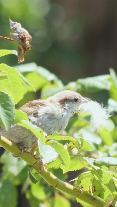 Vertical macro video of a sparrow perching on a green branch with a fluffy w Video stock 343063619