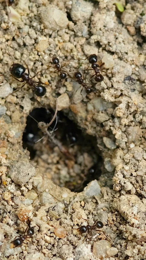 Vertical Macro view of black ants hill working on ground nest, insect wildlife Stock-Footage 345224402