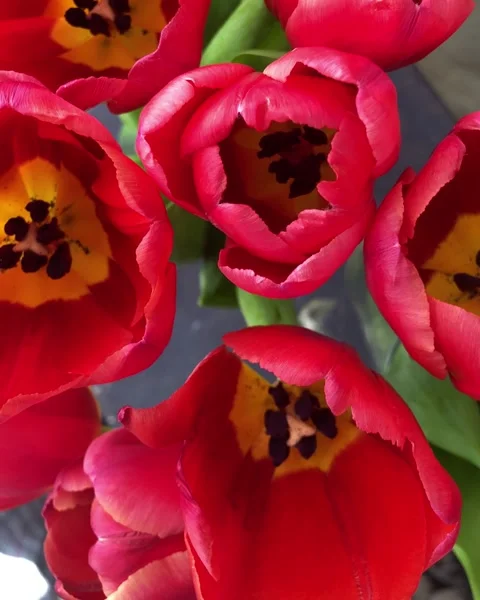 Vertical macro view of bright red tulips in bloom forming Stock Footage 336193344