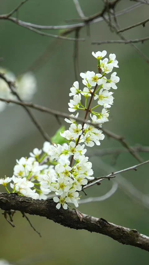Vertical Macro View of Delicate White Flower Petals 動画素材 332748143