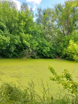 Vertical macro view of forest swamp covered with green duckweed in summer Stock Photos