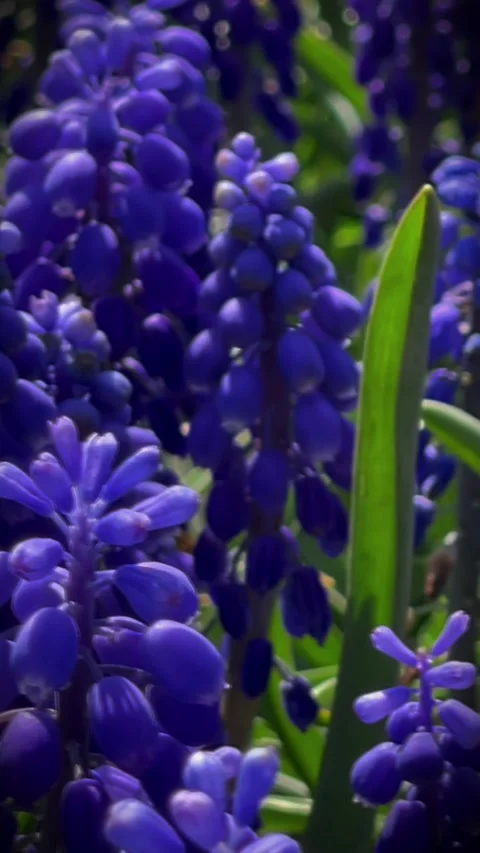 Vertical Macro View of Lilac Muscari Flowers with Smooth Camera Movement 動画素材 310001671