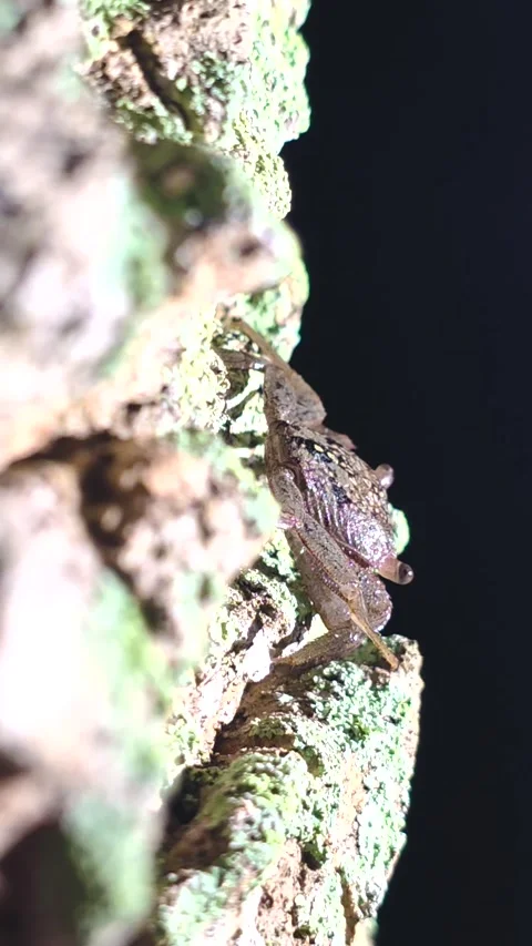 Vertical Macro View of Mangrove Crab on Lichen Covered Tree at Night in Central Stock Footage 334939692