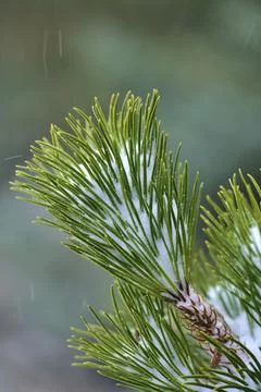 Vertical macro view of pine needles covered with snow. Fir branch closeup Stock Photos
