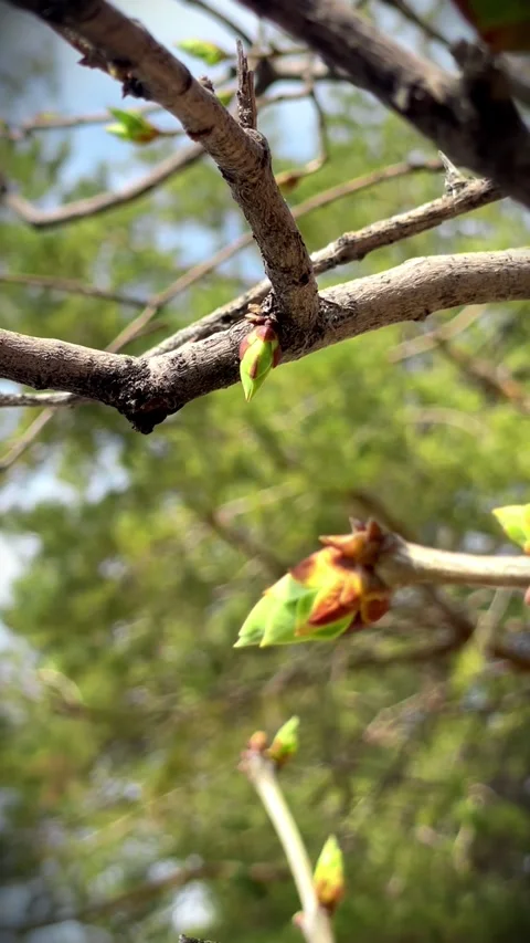 Vertical Macro View of Spring Apricot Tree Branch with Flowers and Buds 動画素材 310001668