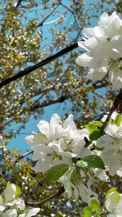 Vertical Macro View of Spring Apricot Tree Branch with Flowers and Buds 動画素材 310001682