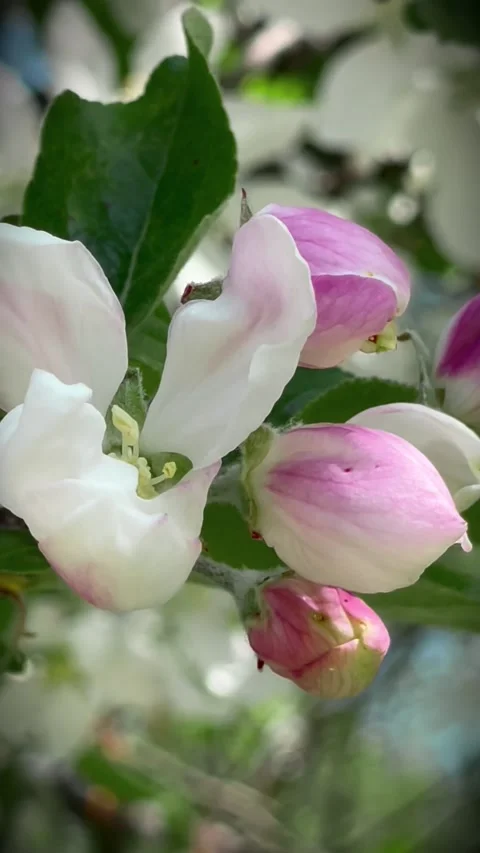 Vertical Macro View of Spring Apricot Tree Branch with Flowers and Buds 動画素材 310001683