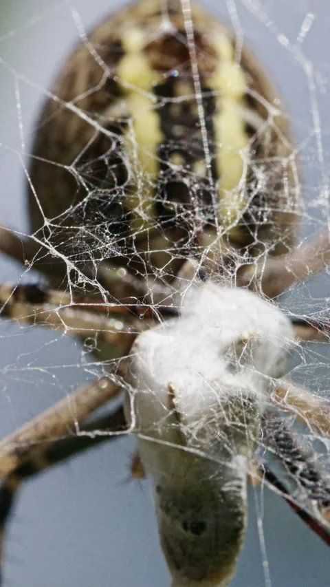 Vertical macro of wasp spider with prey wrapped in silk Stock Footage 344532927