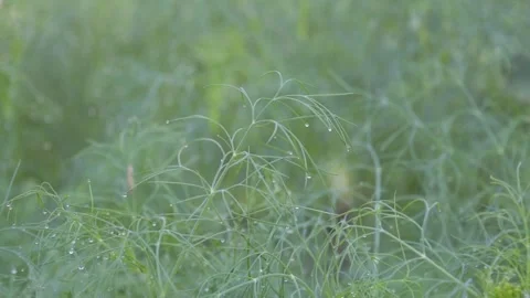 Vertical Macro Water Droplets on Dill Leaves Spa Style Stock Footage 329010564