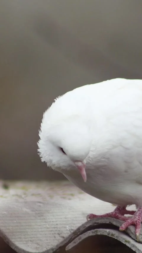 Vertical macro of a white dove preening its feathers and looking around whil Stock Footage 334867116