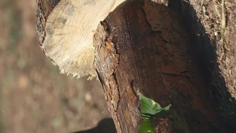 Vertical man finishing work, man finishing sawing wood with a chainsaw Stock Footage 246959168