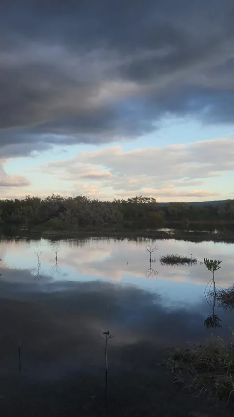 Vertical mangrove forest with mirror water reflection and sky 4K Stock-Footage 329073209