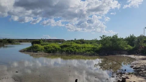 Vertical mangrove forest with mirror water reflection and sky 4K Vidéo 329075708
