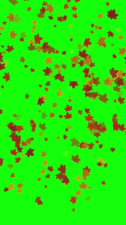 Vertical Maple Leaves Green Screen Loop Stock Footage 319885155