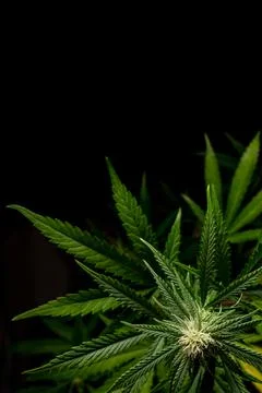 Vertical marijuana background with black copy space above Stock Photos