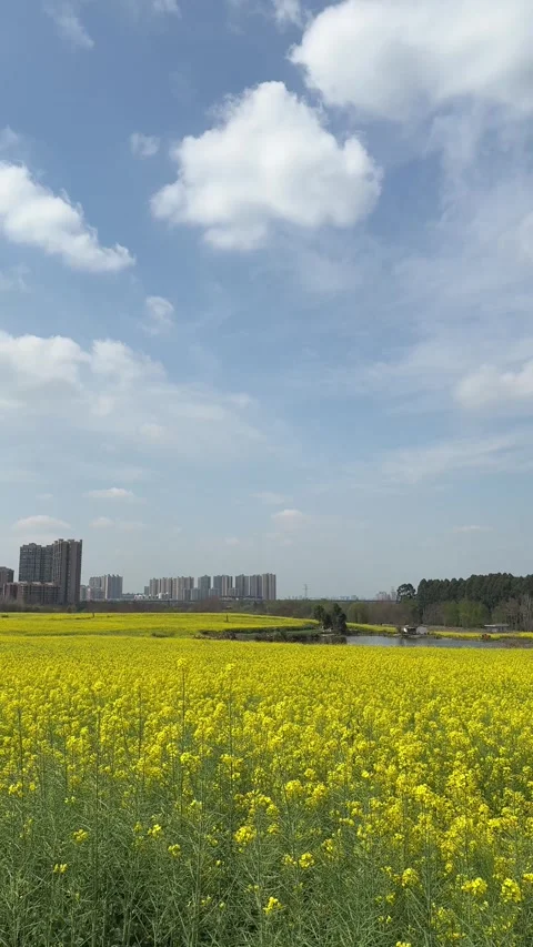 Vertical Massive yellow canola fields and modern city skyline in Chengdu Chi 库存影片 333427437