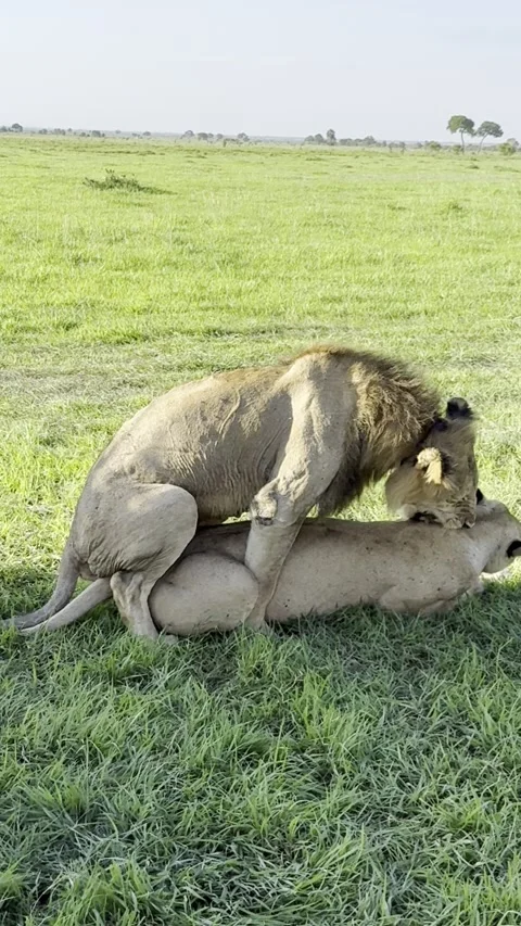 Vertical - Mating lions roaring and resting on grass Mikumi Tanzania HD Stock-Footage 345089692