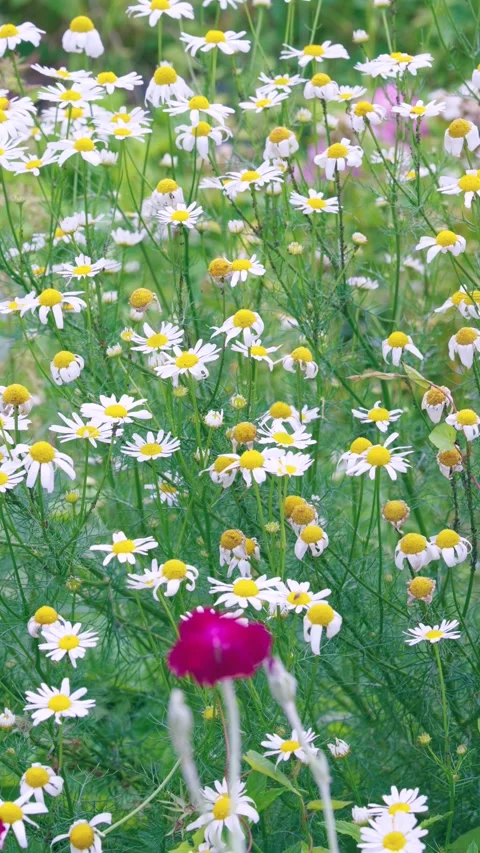 Vertical meadow of chamomile daisies with layered foreground magenta bloom and s Stock Footage 341664439