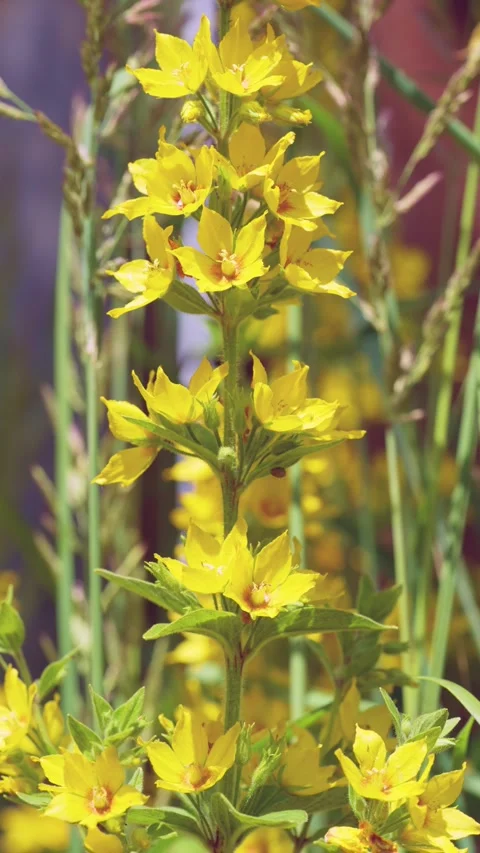 Vertical meadow stalk of bright yellow star-shaped flowers swaying gently in war Stock Footage 342053821
