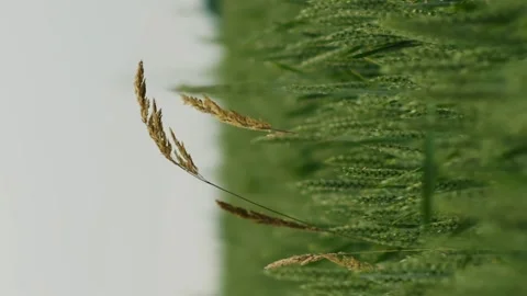 Vertical meditative lonely dry stem of grass in a green field of unripe wheat Stock Footage 246957676