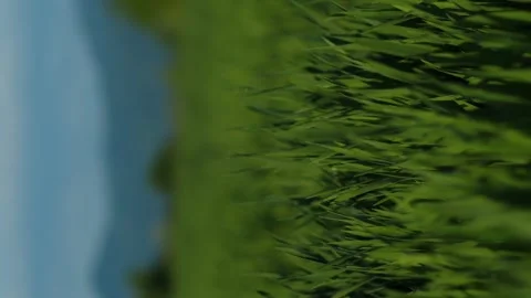 Vertical meditative slow motion grass in evening sunset or sunrise rays Video stock 246958158