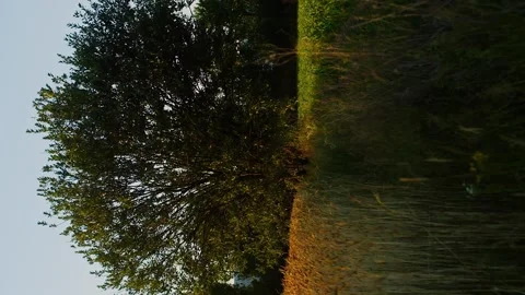 Vertical meditative slow motion tree and grass in evening sunset Stock Footage 246959236