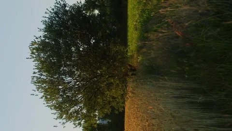 Vertical meditative slow motion tree and grass in evening sunset or sunrise rays Stock Footage 246959358