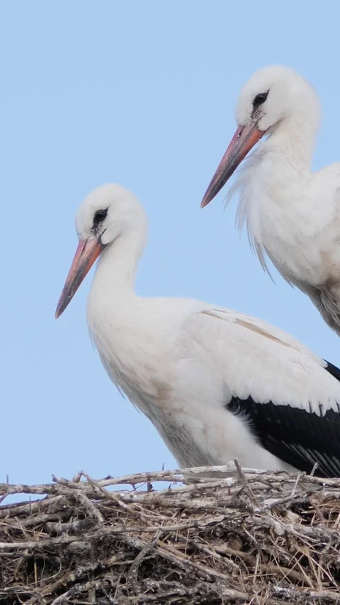 Vertical medium shot of two white storks standing together in a large twig n Stock Footage 343063802