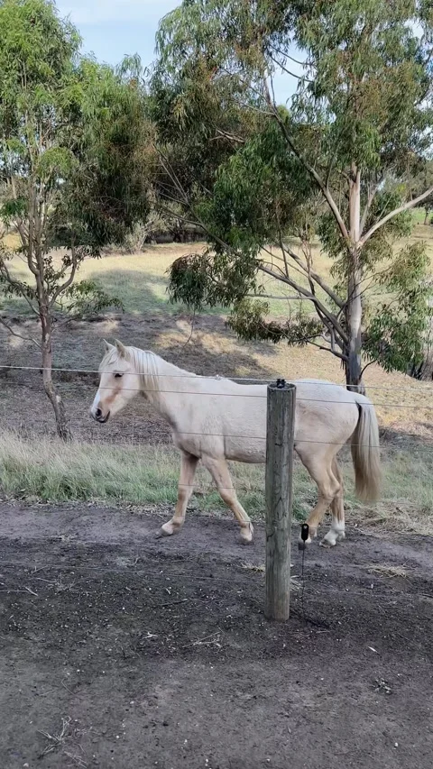 Vertical Medium Shot of White Horse Walking Near Wooden Fence and Eucalyptus Stock Footage 345781925